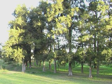 LOTE ZONA POLO - 32 hectáreas Gral. Rodríguez