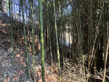 Complejo con bajada al rio en un lugar único de Villa los Aromos
