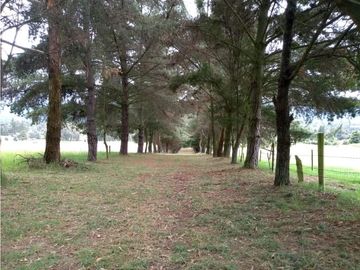 VENTA FINCA EN TENJO.  39.5 FANEGADAS  PLANAS CON VA PAVIMENTADA.