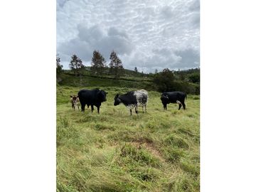 VENTA FINCA MARINILLA VIA EL PEÑOL, ANTIOQUIA, COLOMBIA