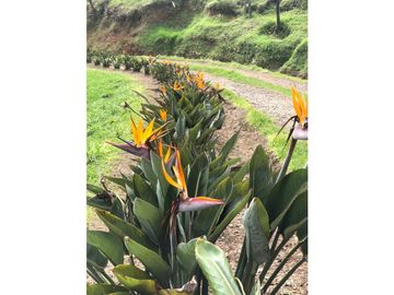 VENTA FINCA MARINILLA VIA EL PEÑOL, ANTIOQUIA, COLOMBIA