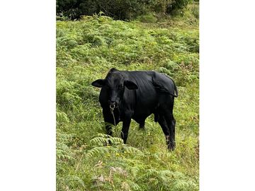 VENTA FINCA MARINILLA VIA EL PEÑOL, ANTIOQUIA, COLOMBIA