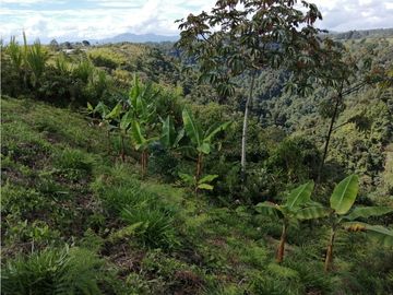 VENTA FINCA VEREDA LA JULIA FILANDIA QUINDO
