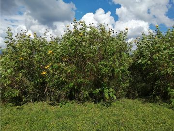 VENTA FINCA VEREDA LA JULIA FILANDIA QUINDO