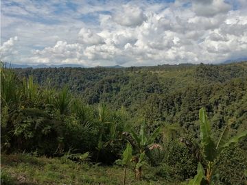 VENTA FINCA VEREDA LA JULIA FILANDIA QUINDO