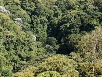VENTA FINCA VEREDA LA JULIA FILANDIA QUINDO