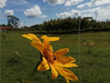 VENTA FINCA VEREDA LA JULIA FILANDIA QUINDO