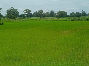 Land for sale in Si Lako, Nakhon Ratchasima