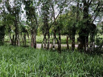 SE VENDE LOTE DE  5 HECTREAS CHIRIQUI BONGO ABAJO