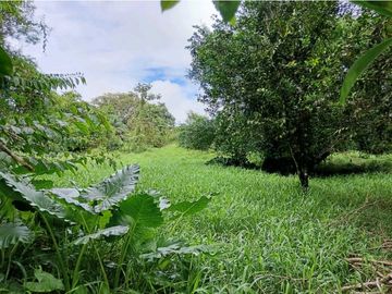 SE VENDE LOTE DE  5 HECTREAS CHIRIQUI BONGO ABAJO