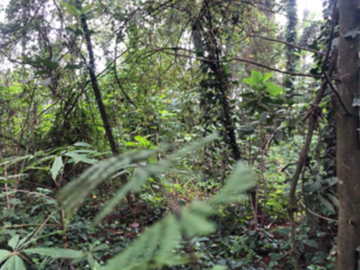 TERRENO EN VENTA EN HUITZILAC MORELOS