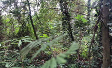 TERRENO EN VENTA EN HUITZILAC MORELOS