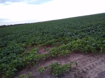 Campo - Fortin Inca