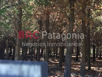 Campo - Ruta 237- Bariloche