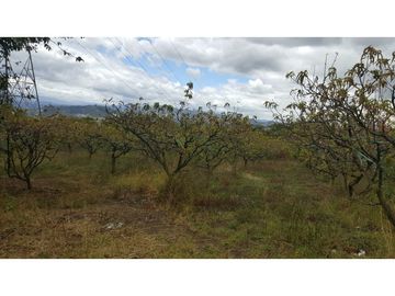 VENDO FINCA EN PAIPA 15.3 HECTREAS
