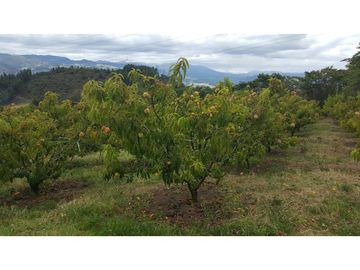 VENDO FINCA EN PAIPA 15.3 HECTREAS