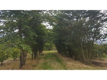 VENDO FINCA EN PAIPA 15.3 HECTREAS