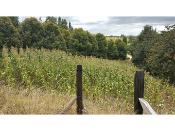 VENDO FINCA EN PAIPA 15.3 HECTREAS
