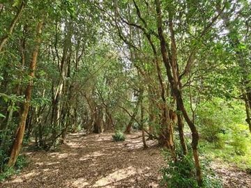 Parcelas en venta Villarrica y alrededores