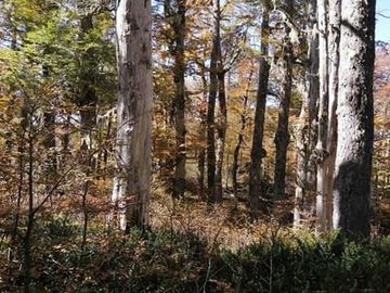 Parcelas en venta Villarrica y alrededores
