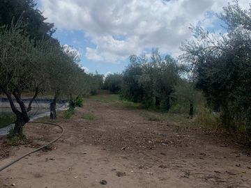 Finca en  9 de Julio