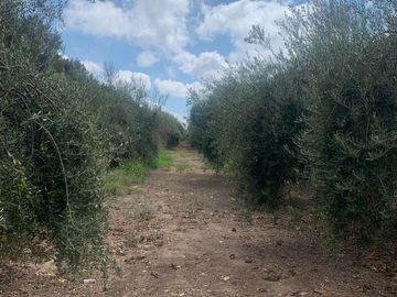 Finca en  9 de Julio