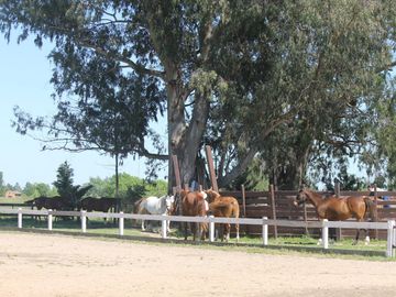 Vente - Casa - Haras El Malacate  Club de Campo - Exaltación de la Cruz