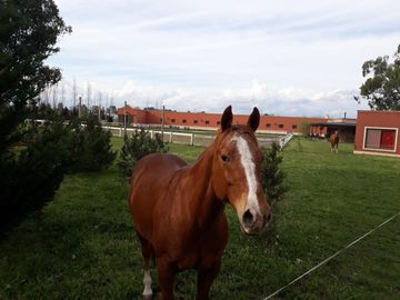 Vente - Casa - Haras El Malacate  Club de Campo - Exaltación de la Cruz