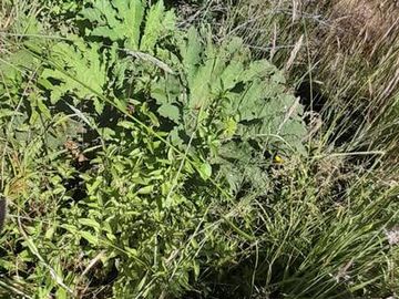 2.5 hectáreas golondrinas Chubut. con Arroyo permanente!!