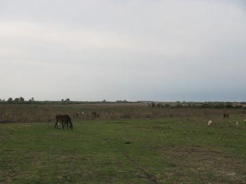 Chacra - Gualeguaychu