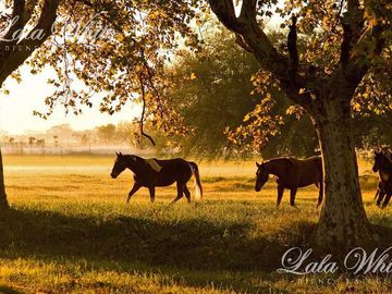 Venta - Lote en Estancia Villa María - Barrio Los Álamos