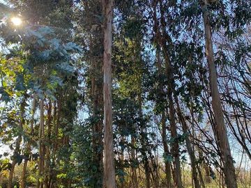 Agrícola en Venta en Sector Rural de Parral, Parcela de 1,2 hás útiles. conectividad, tranquilidad, servicios