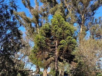 Agrícola en Venta en Sector Rural de Parral, Parcela de 1,2 hás útiles. conectividad, tranquilidad, servicios