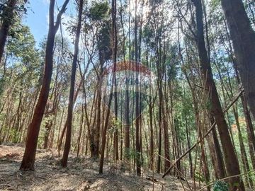 Venta de parcela en casa blanca valdivia