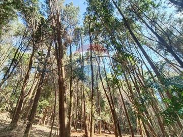 Venta de parcela en casa blanca valdivia