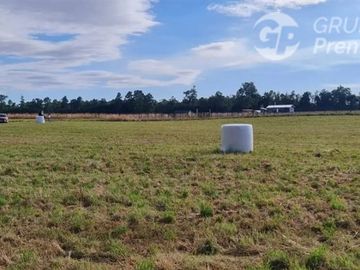 Parcela en Venta en C59008 - Venta Parcelas Purranque 5.000 mts2 - Los Lagos