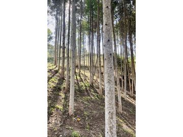 Casa en Venta en El Retiro Antioquia
