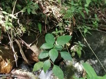 Venta Finca  en Guayabal.