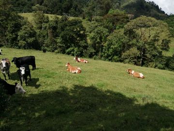 Venta Finca  en Guayabal.