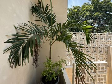 VENTA CASA EN EL CENTRO DE MÉRIDA, YUCATÁN