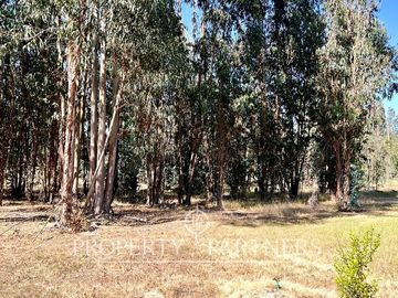 Hermosa Casa de Campo en parcela de 1ha. en La Foresta de Zapallar