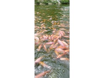 GANGA - VENTA DE FINCA PARA PISCICULTURA EN SAN LUIS -  PLAYA LINDA