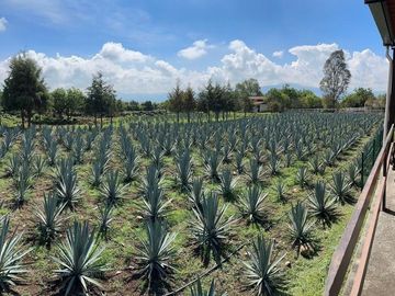 Propiedad en VENTA sobre Carretera Morelia-Pátzcuaro, Municipio de Tiripetío