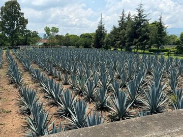 Propiedad en VENTA sobre Carretera Morelia-Pátzcuaro, Municipio de Tiripetío