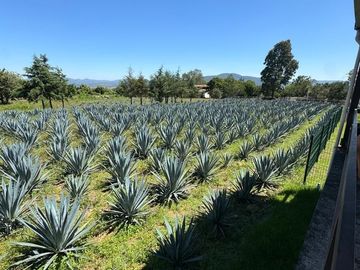 Propiedad en VENTA sobre Carretera Morelia-Pátzcuaro, Municipio de Tiripetío