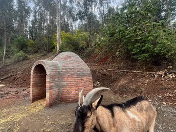 Venta Terreno 5.000 m2 - Cauquenes