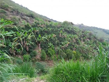 Venta de Finca - Pácora - Caldas.