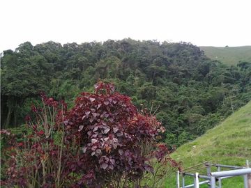 Venta de Finca - Pácora - Caldas.