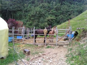 Venta de Finca - Pácora - Caldas.