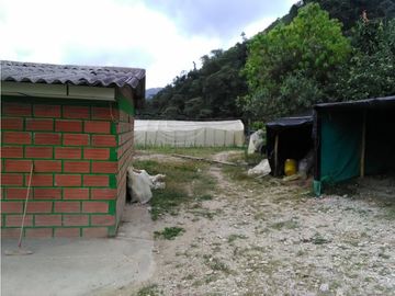 Venta de Finca - Pácora - Caldas.